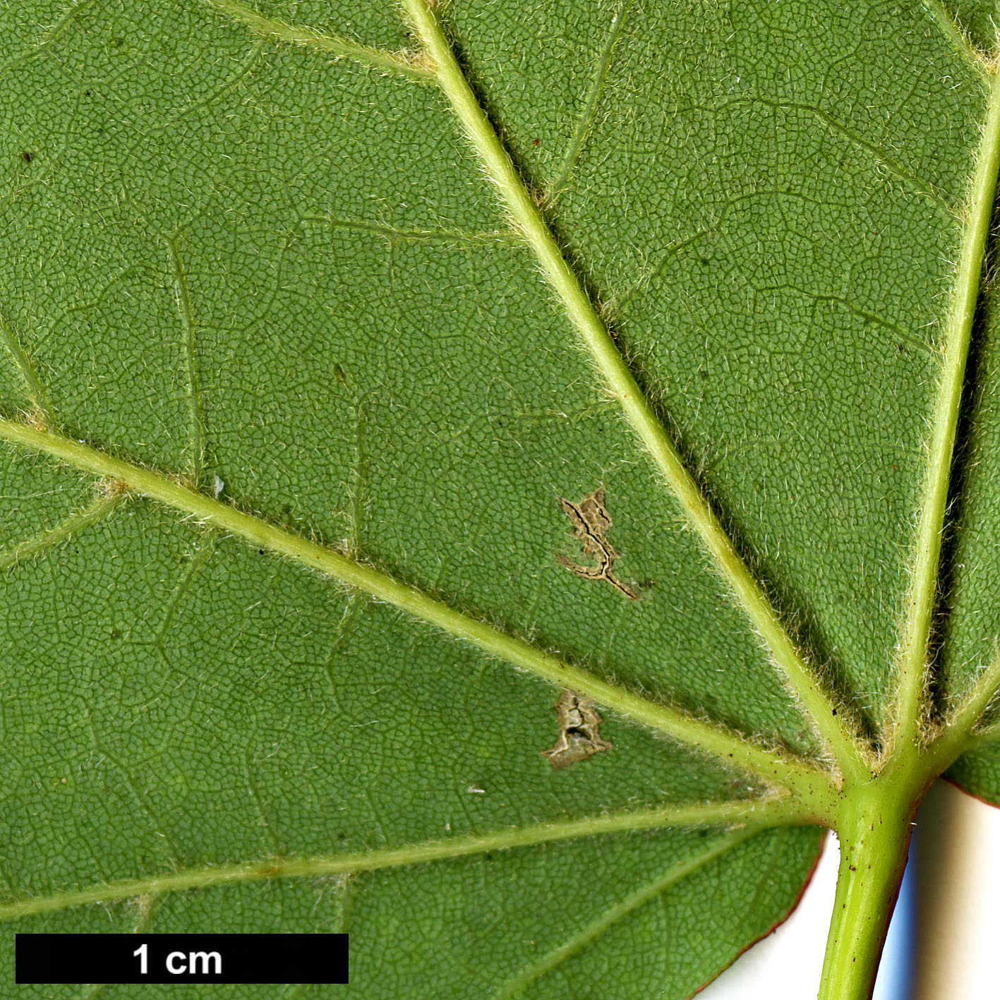 High resolution image: Family: Sapindaceae - Genus: Acer - Taxon: granatense